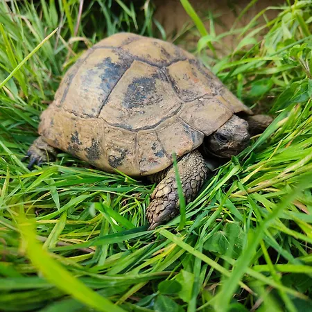 Le De La Tortue * Bayeux