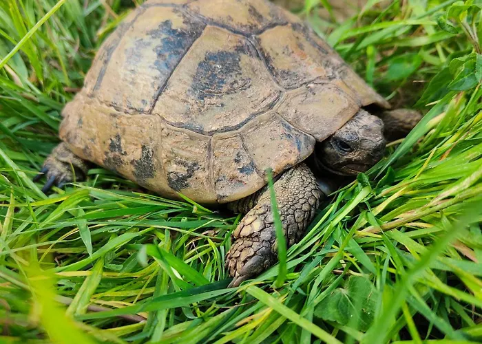 Le De La Tortue * Bayeux